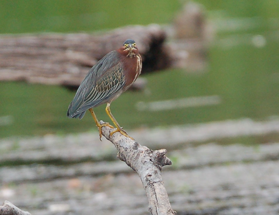 Green Heron - ML642899517