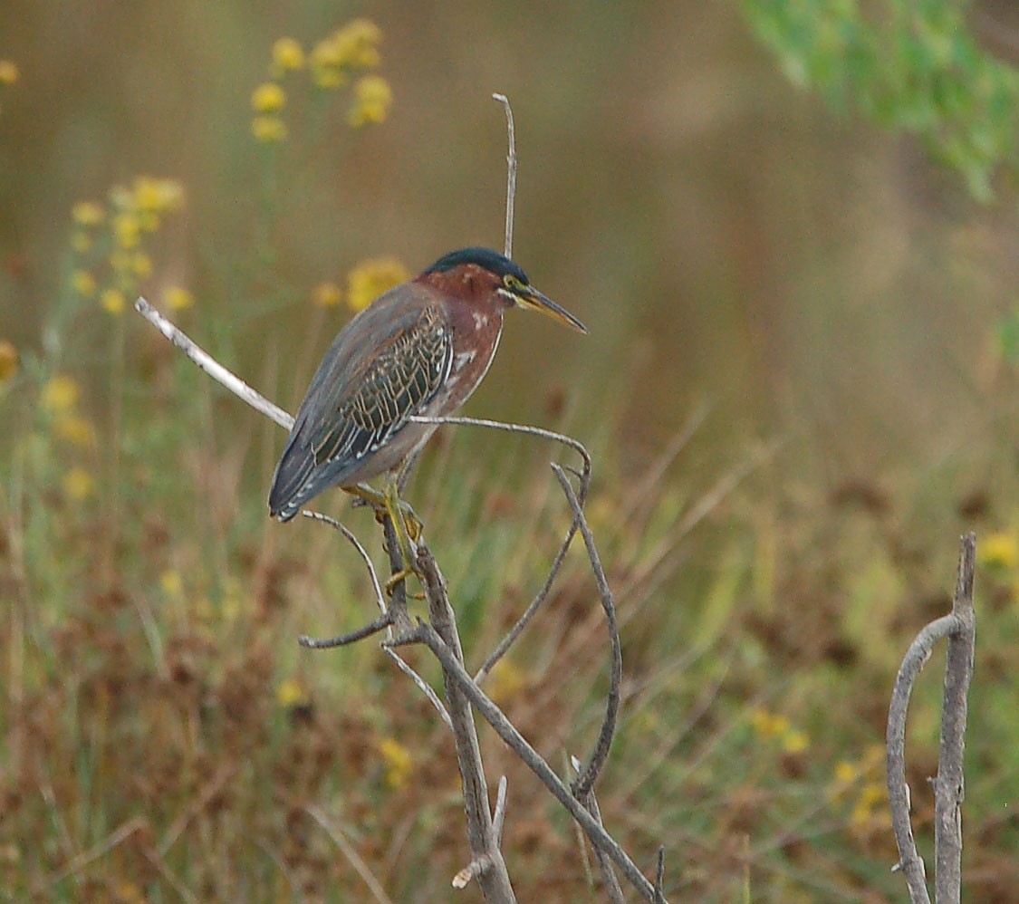 Green Heron - ML642899518