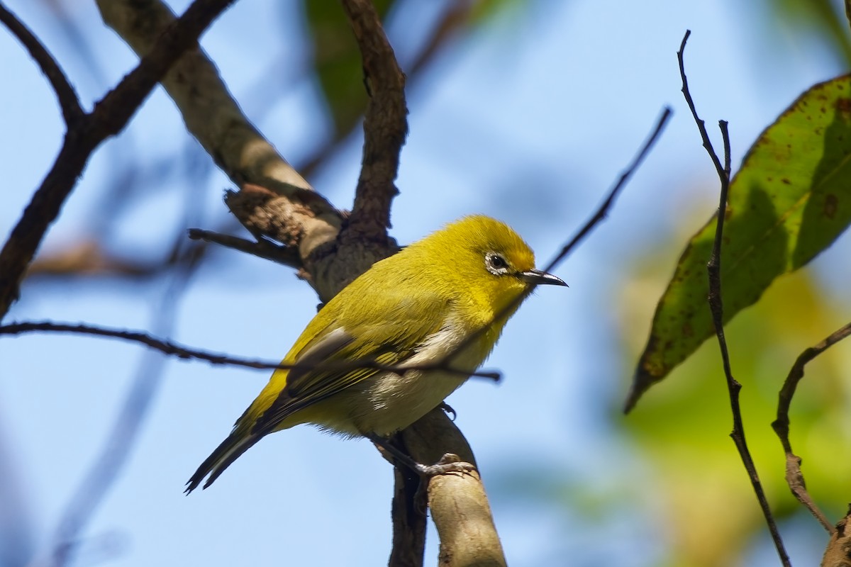Warbling White-eye - ML642899520