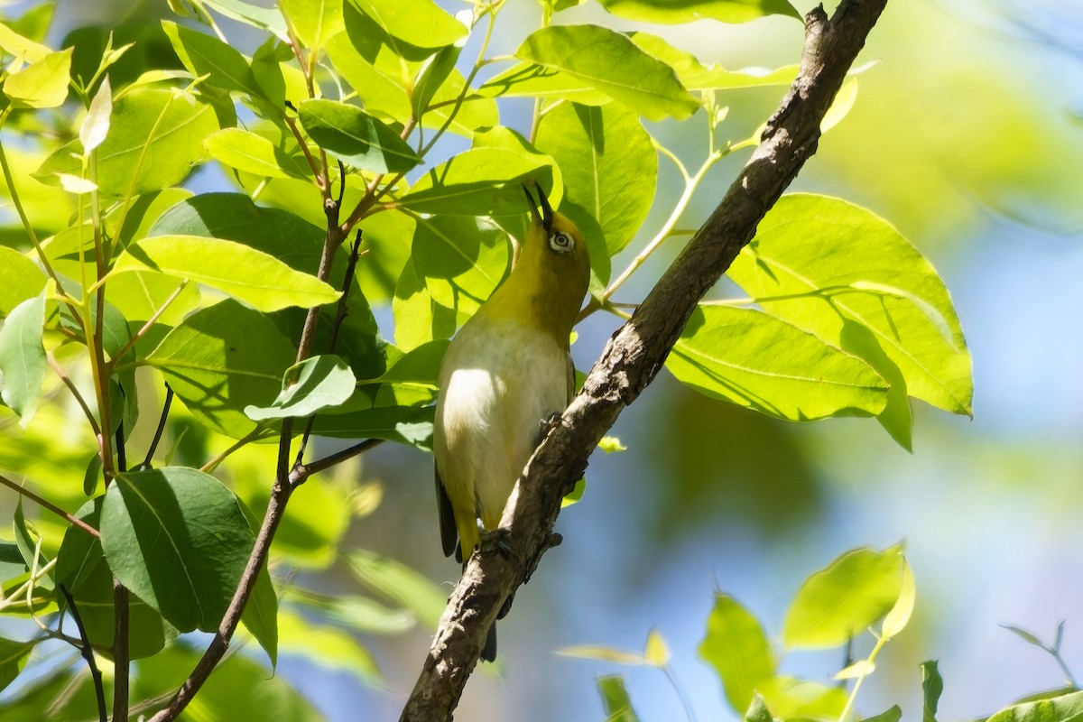 Warbling White-eye - ML642899521