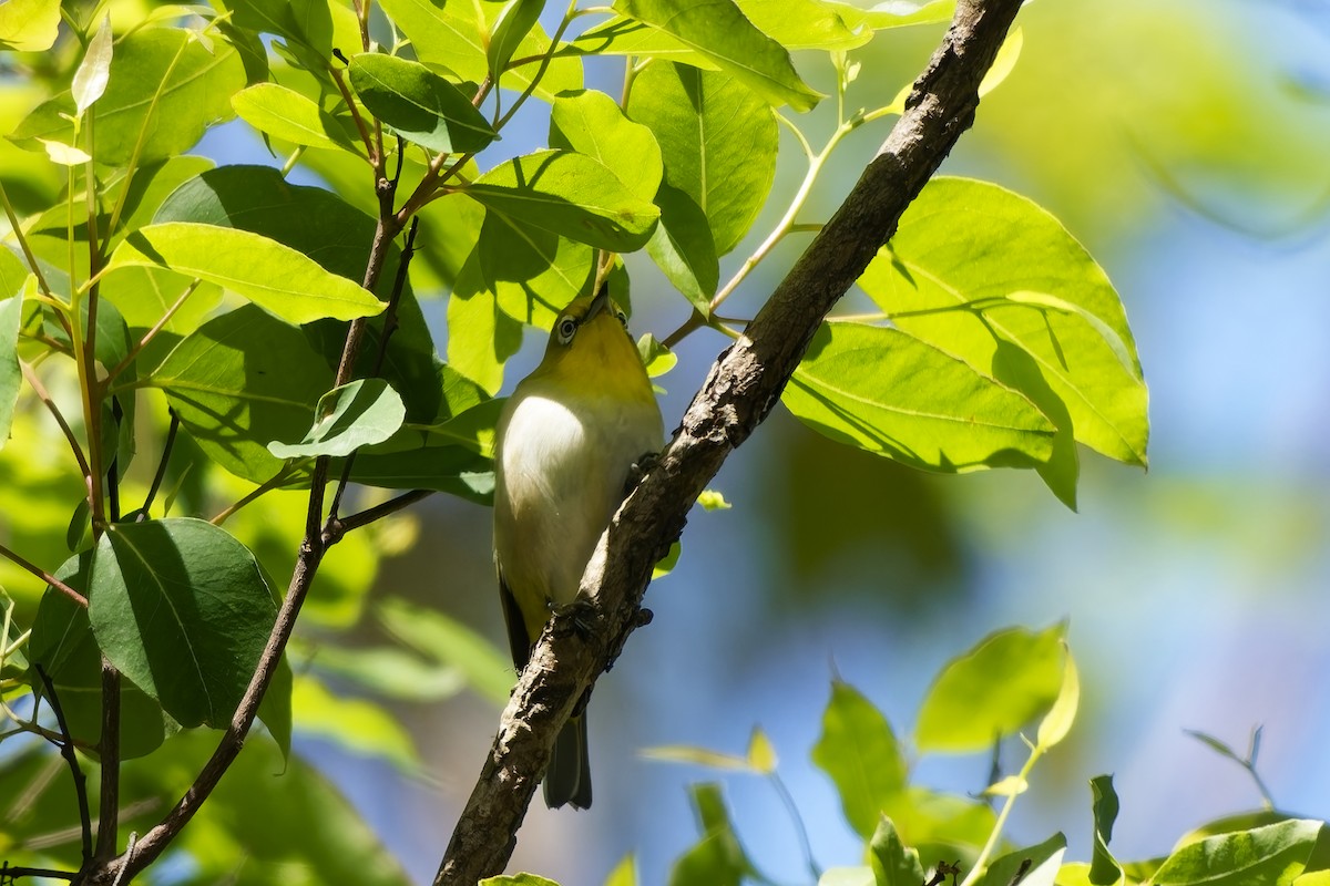 Warbling White-eye - ML642899522