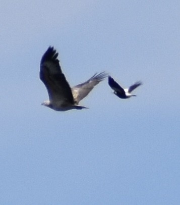 White-bellied Sea-Eagle - ML642899523