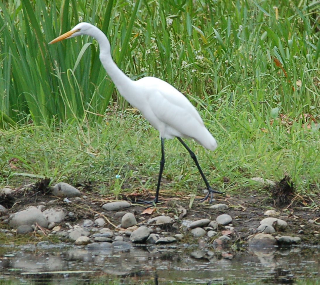 Great Egret - ML642899524