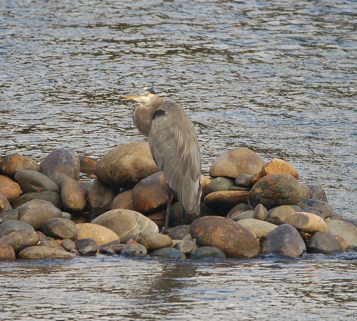 Great Blue Heron - ML642899525