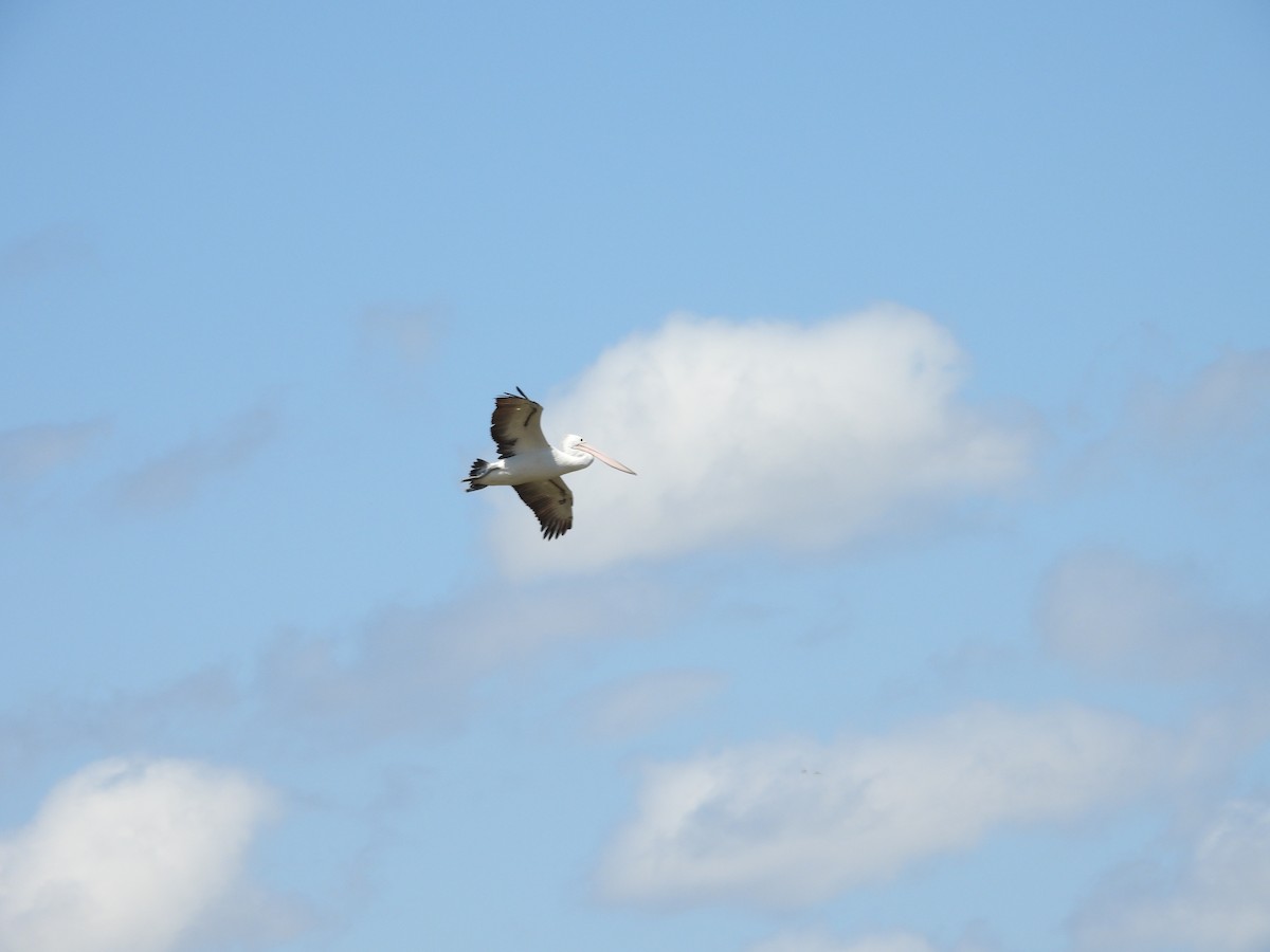Australian Pelican - ML642899529