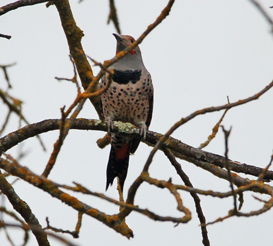 Northern Flicker (Red-shafted) - ML642899530