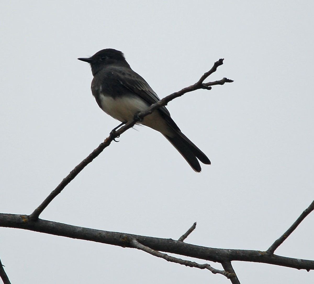 Black Phoebe - ML642899531