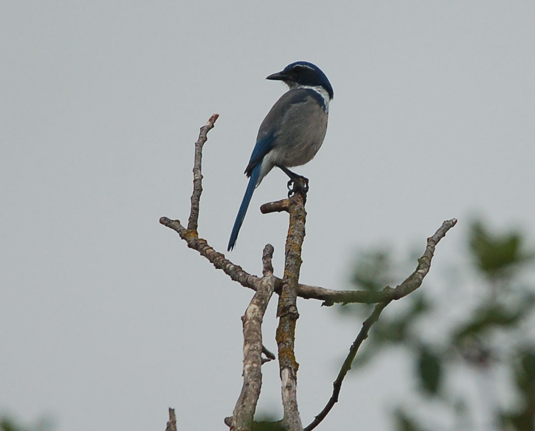 California Scrub-Jay - ML642899533