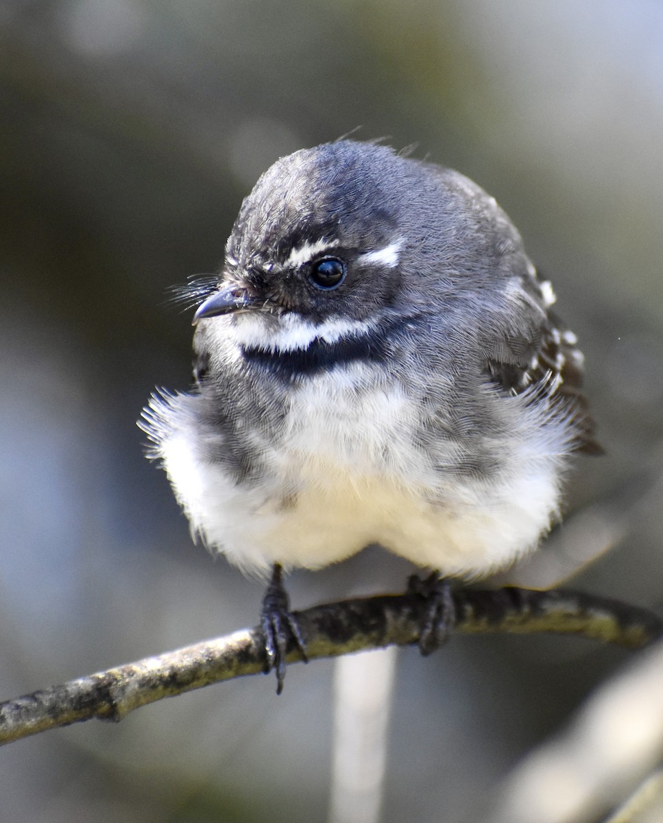 Gray Fantail - ML642899537