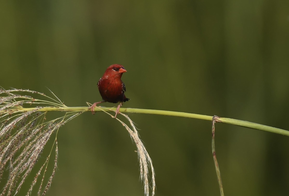 Red Avadavat - ML642899538