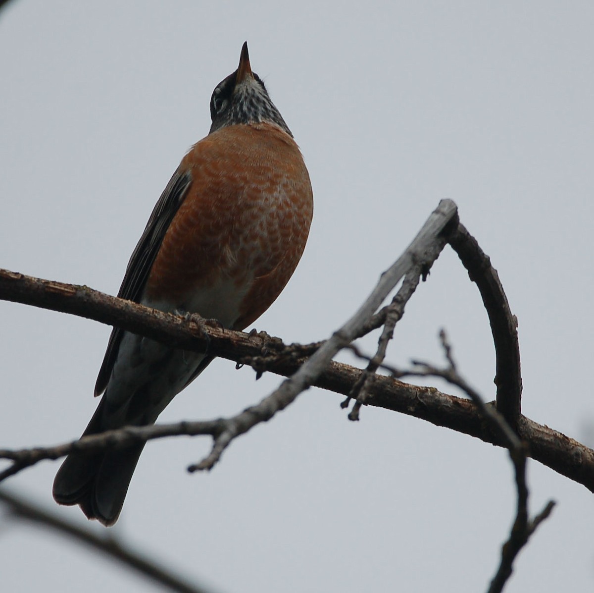 American Robin - ML642899539