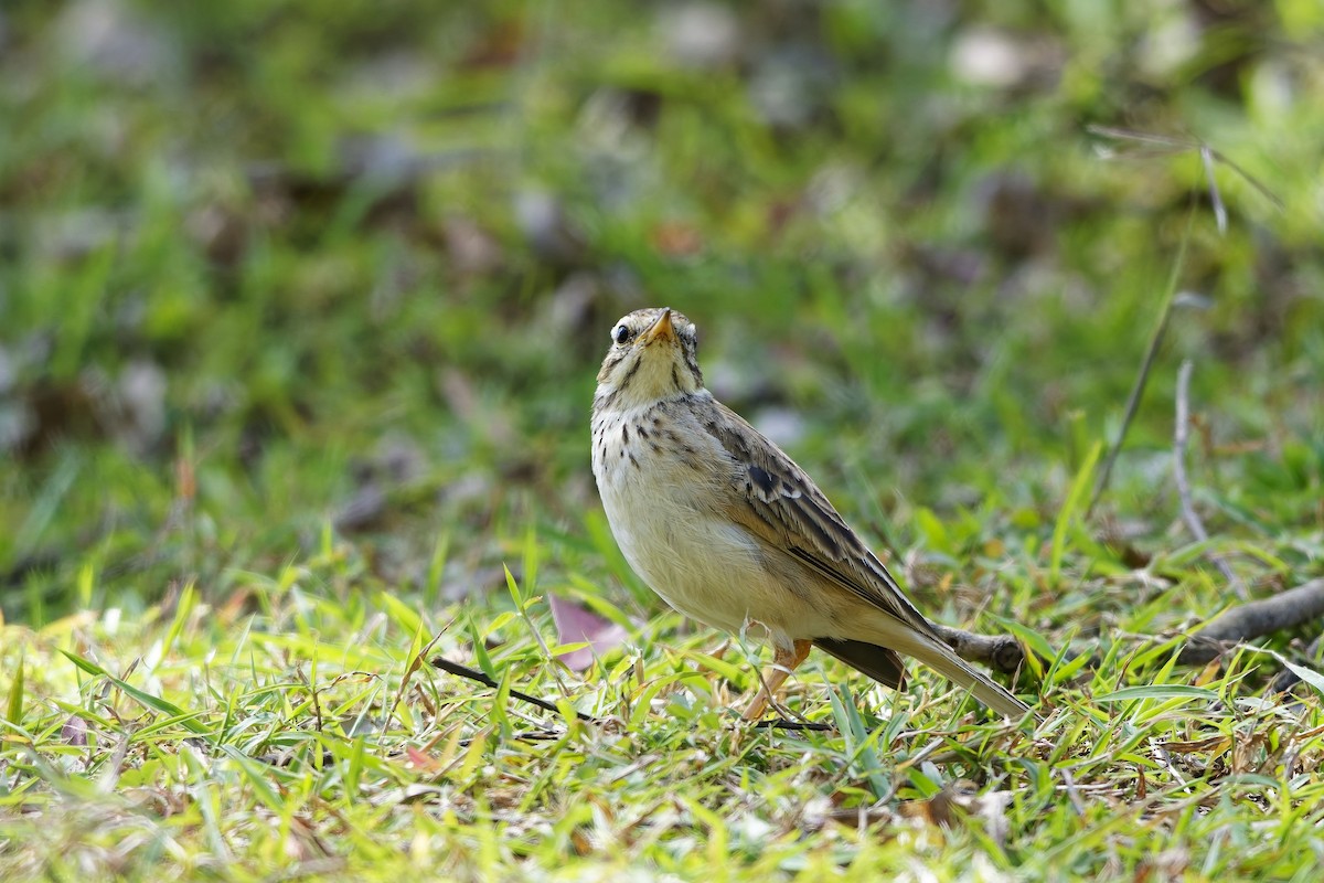 Pipit rousset - ML642899553