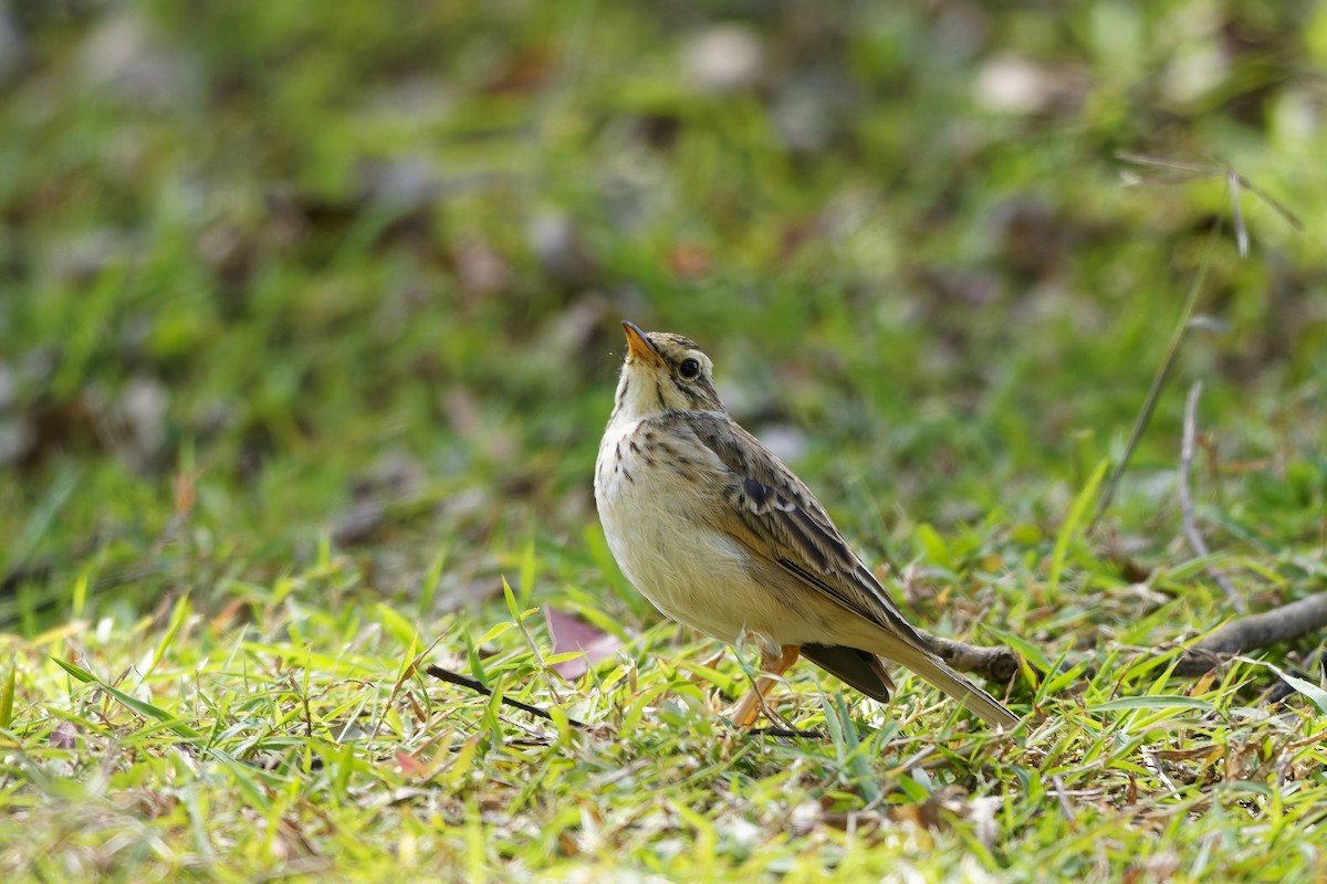 Pipit rousset - ML642899554
