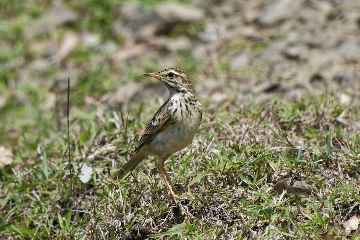 Pipit rousset - ML642899555