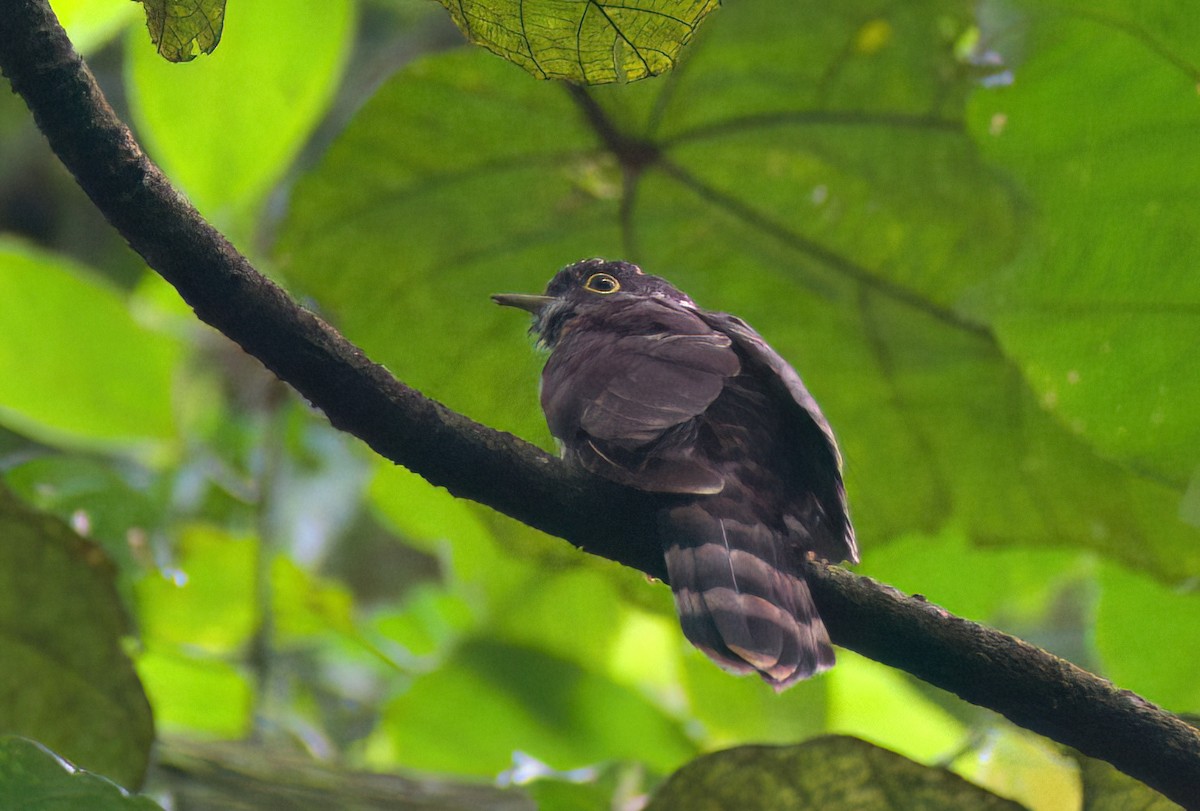 Malaysian Hawk-Cuckoo - ML642899565
