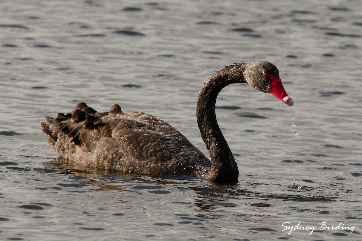 Cygne noir - ML642899571