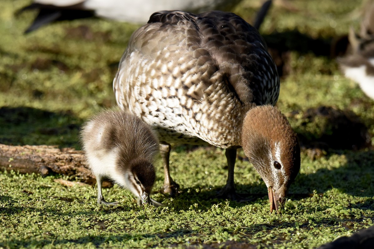 Canard à crinière - ML642899586