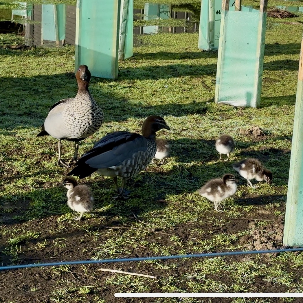 Canard à crinière - ML642899587