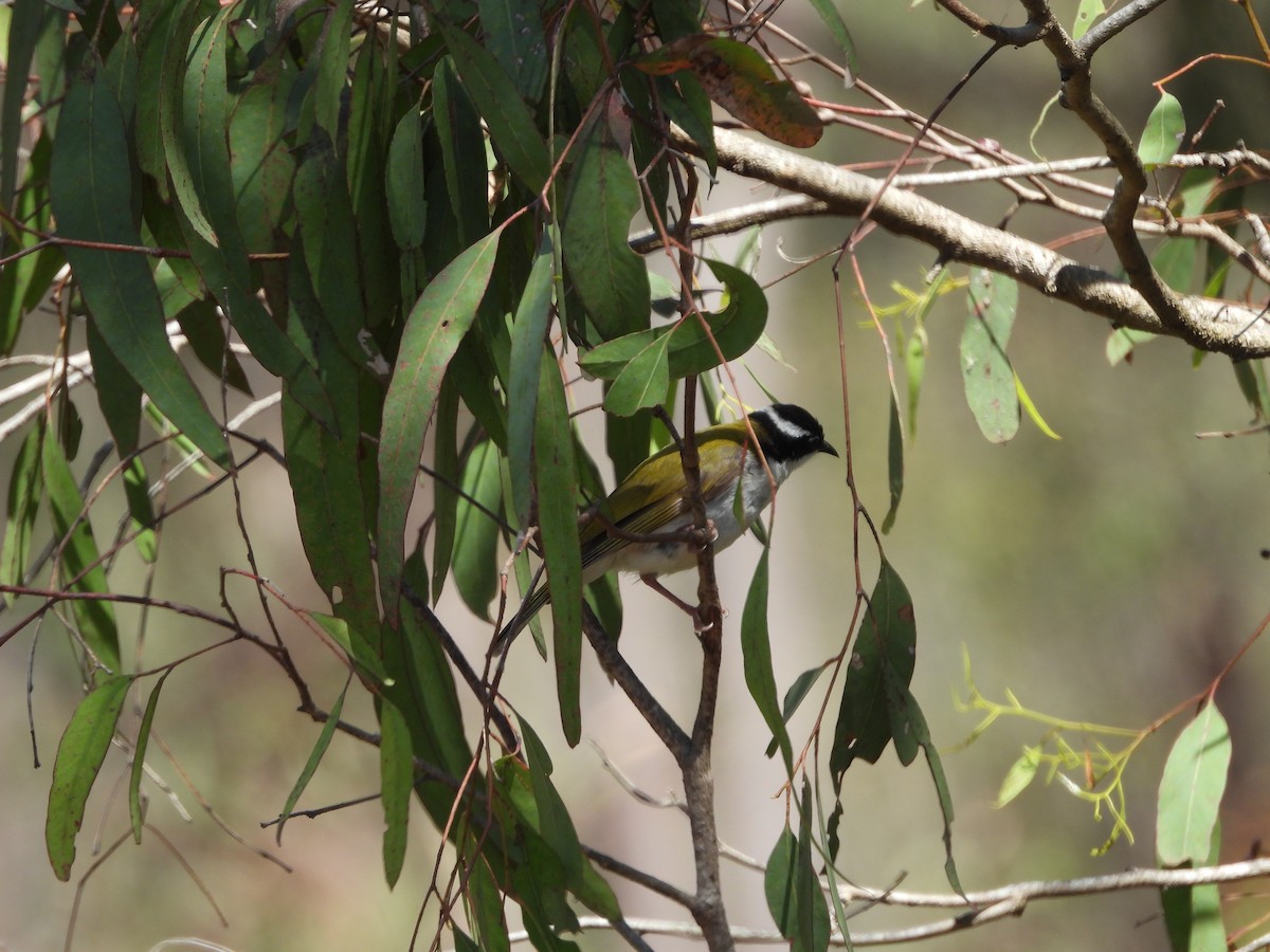 White-throated Honeyeater - ML642899588