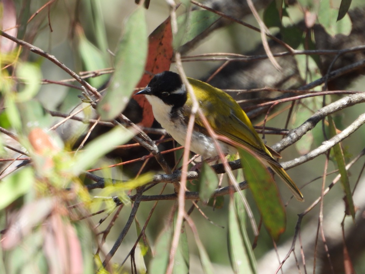 White-throated Honeyeater - ML642899590