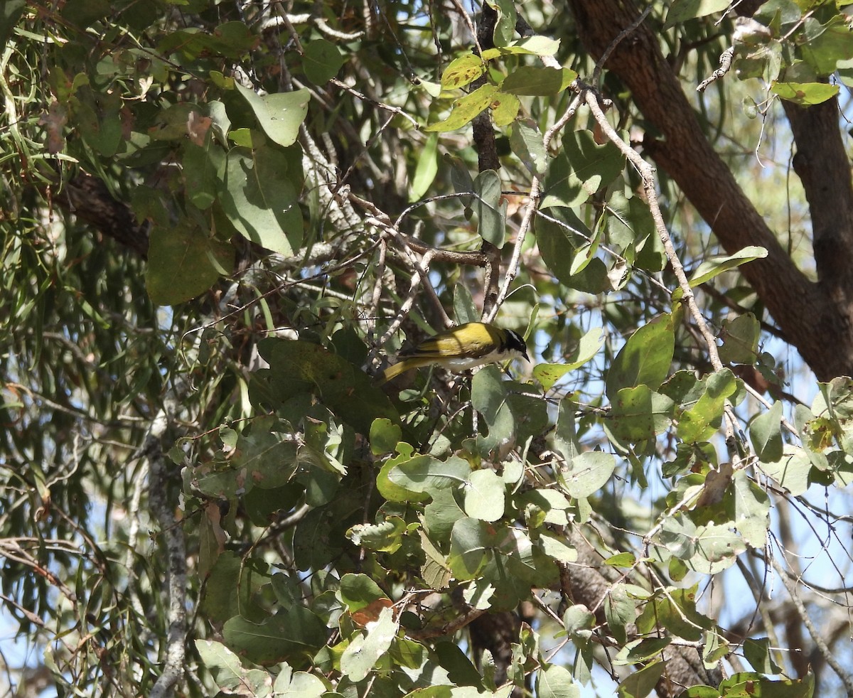 White-throated Honeyeater - ML642899596