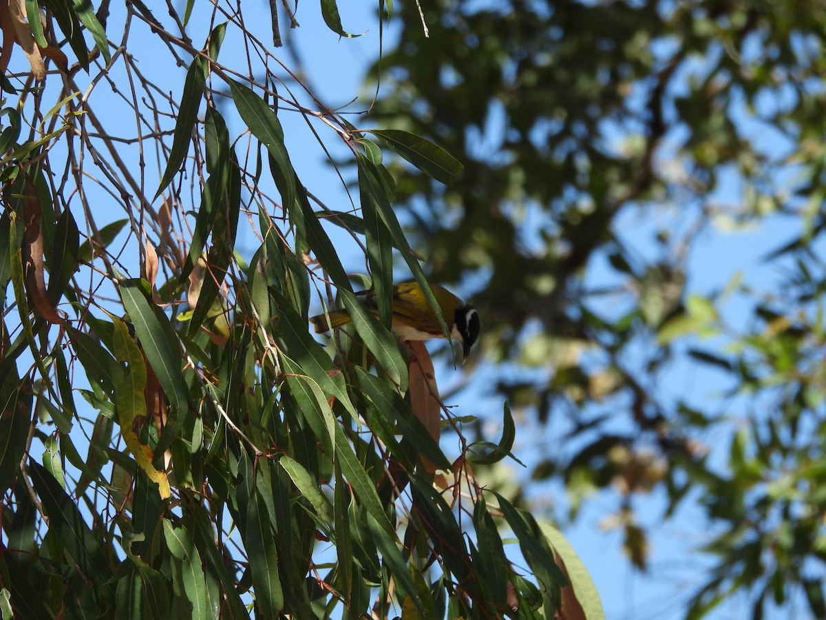 White-throated Honeyeater - ML642899597