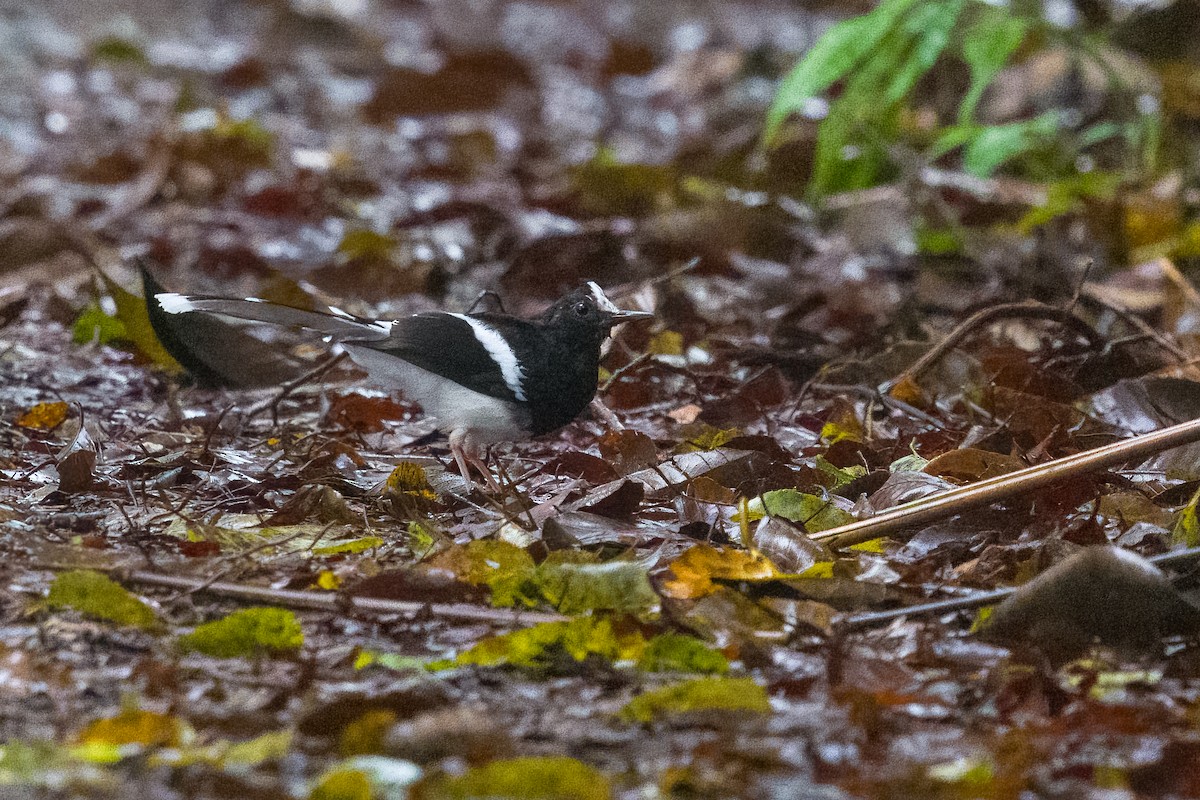 White-crowned Forktail - ML642899598