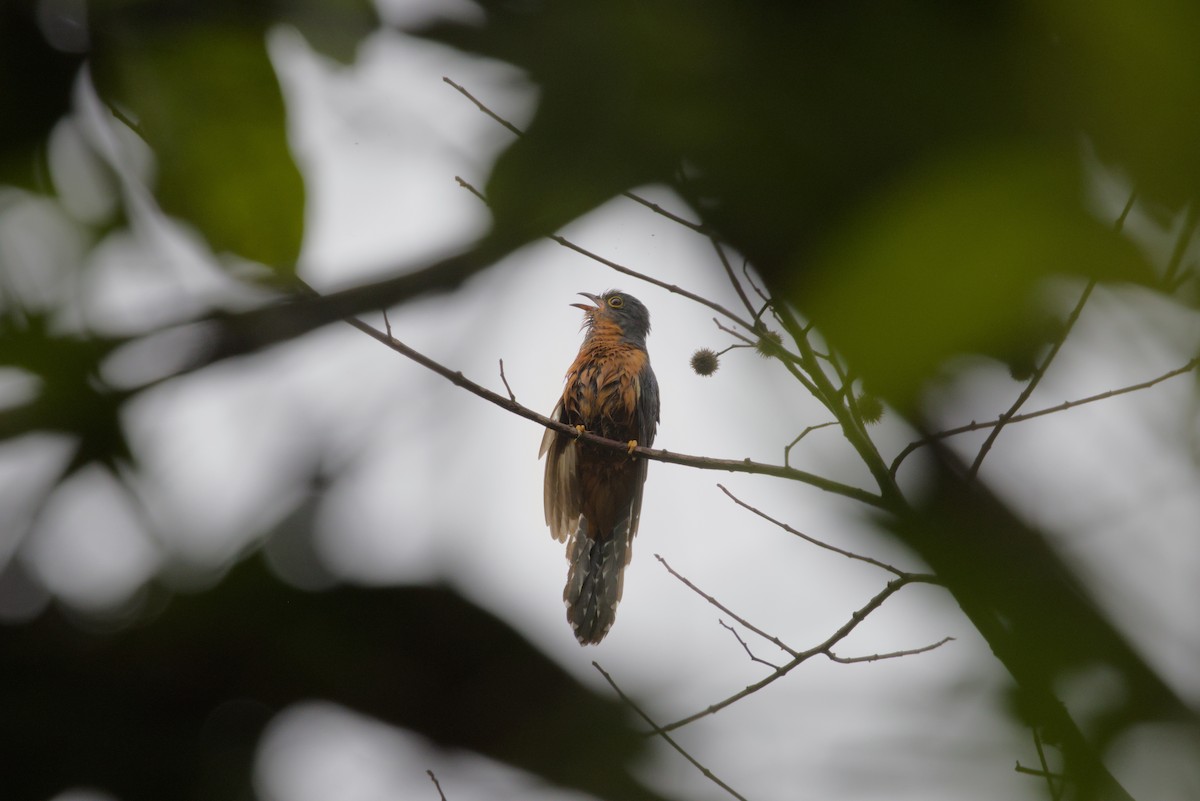Chestnut-breasted Cuckoo - ML642899599