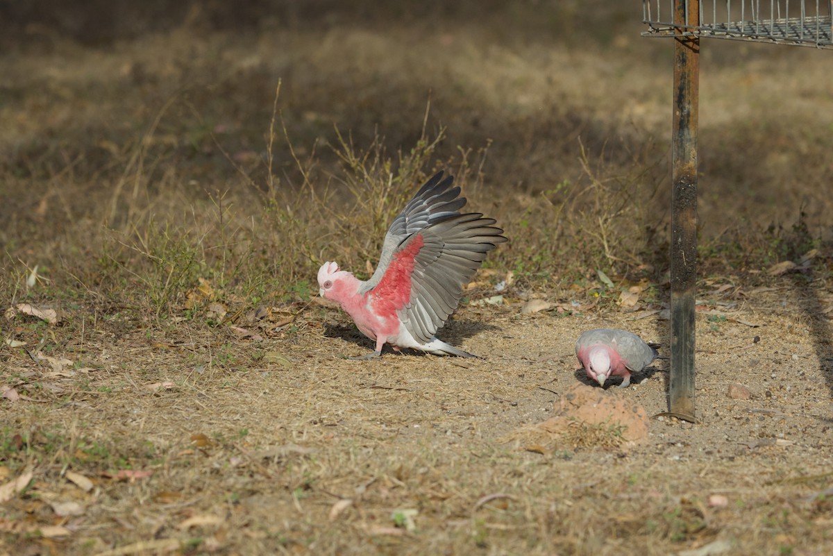 Galah - ML642899609
