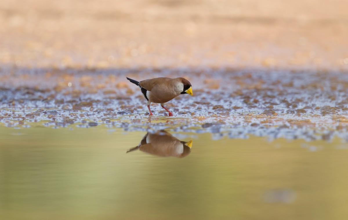 Masked Finch - ML642899614