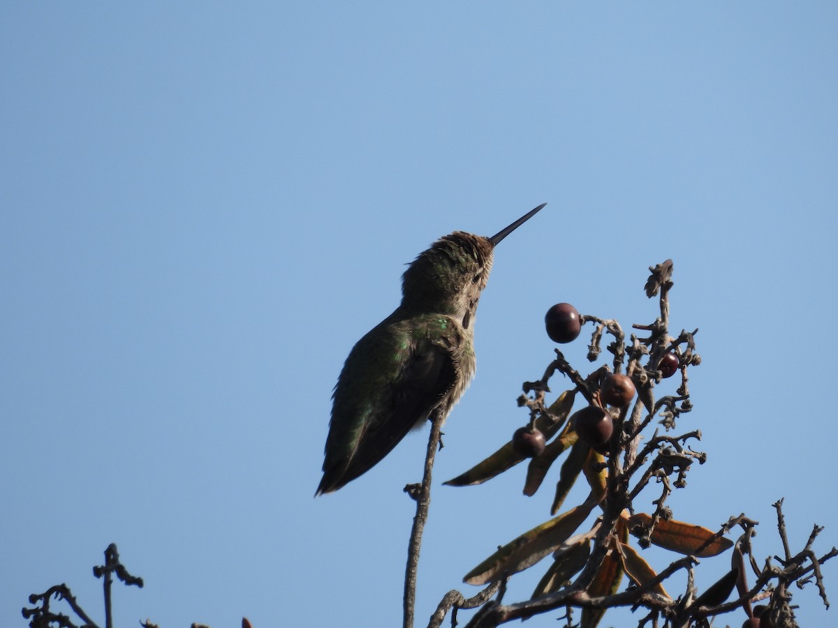 Anna's Hummingbird - ML642899620