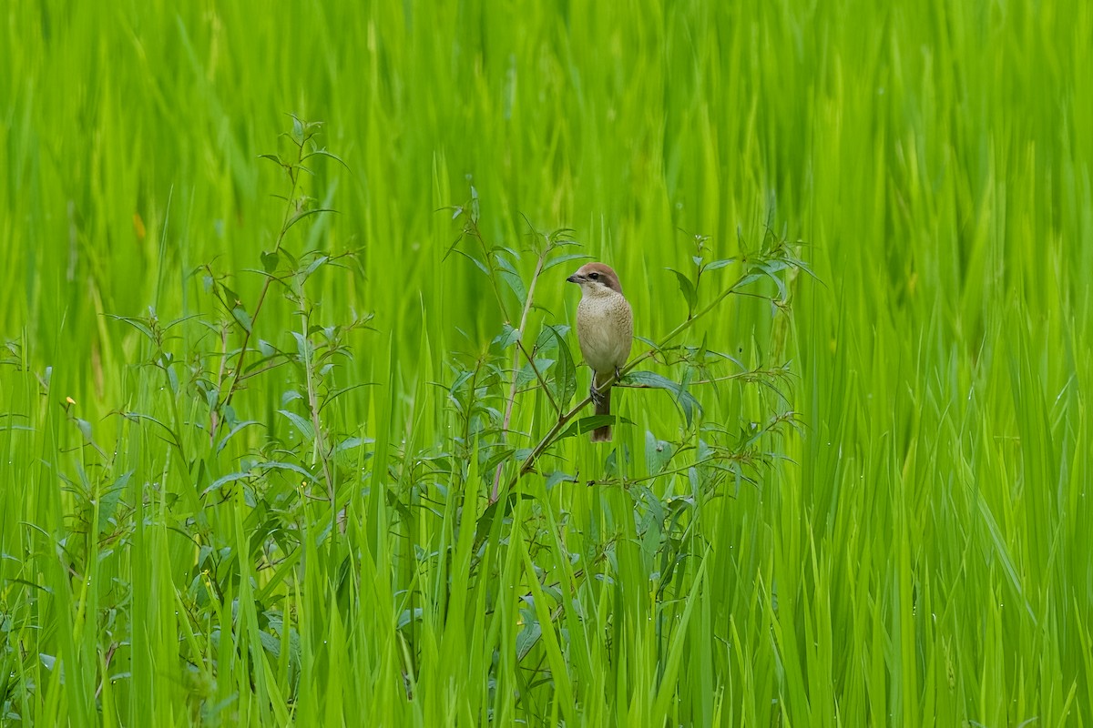アカモズ - ML642899621