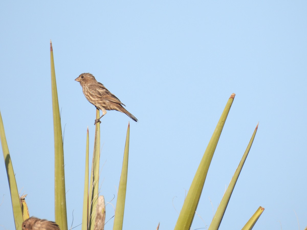 House Finch - ML642899622