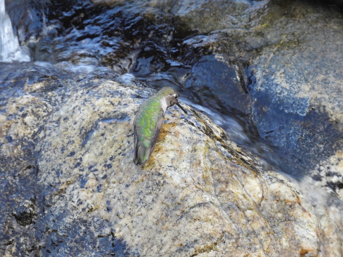 Anna's Hummingbird - ML642899623