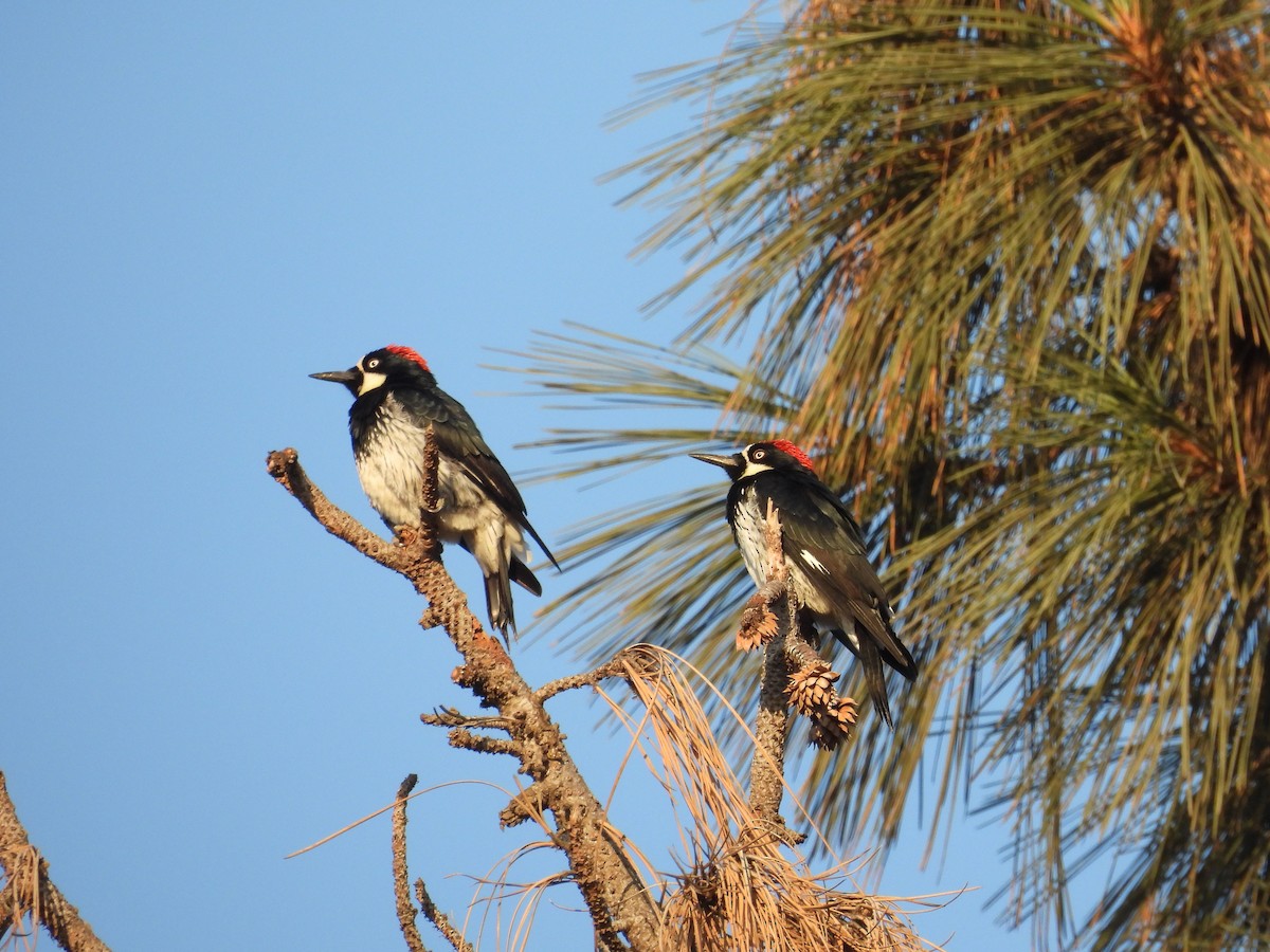 Acorn Woodpecker - ML642899625