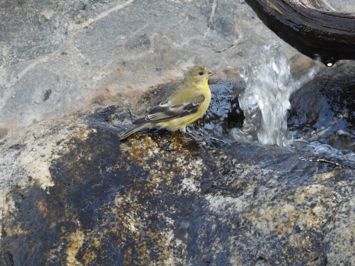 Lesser Goldfinch - ML642899626