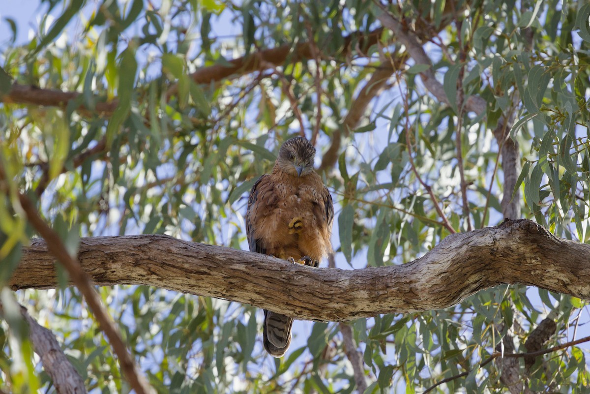 Red Goshawk - ML642899627