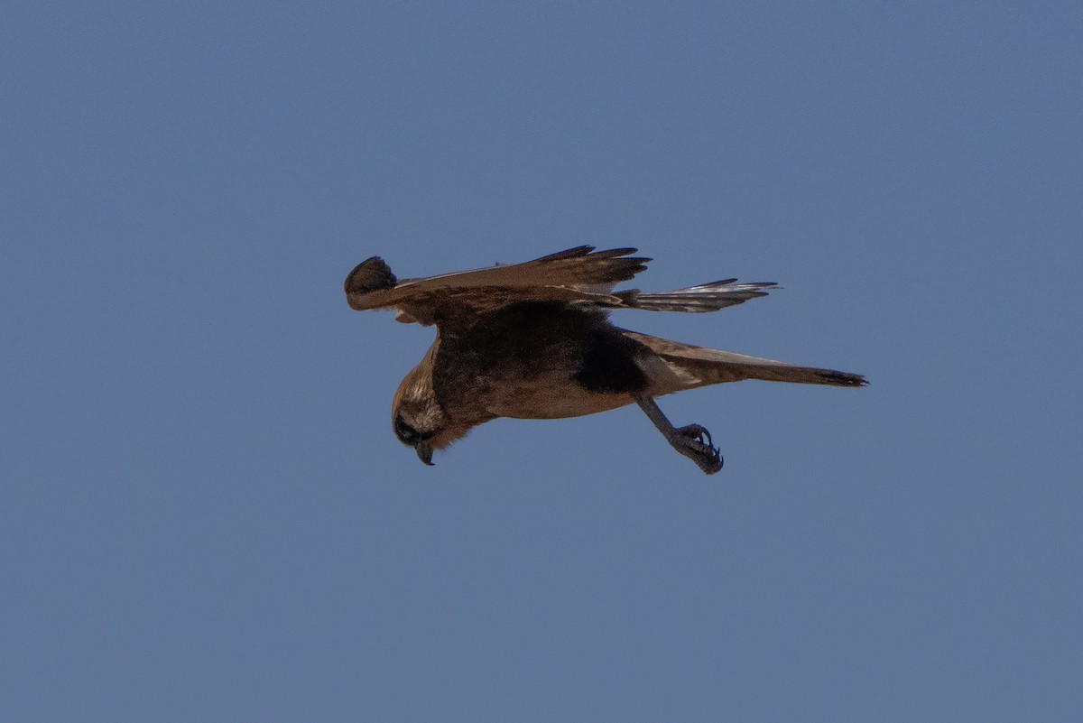 Nankeen Kestrel - ML642899638