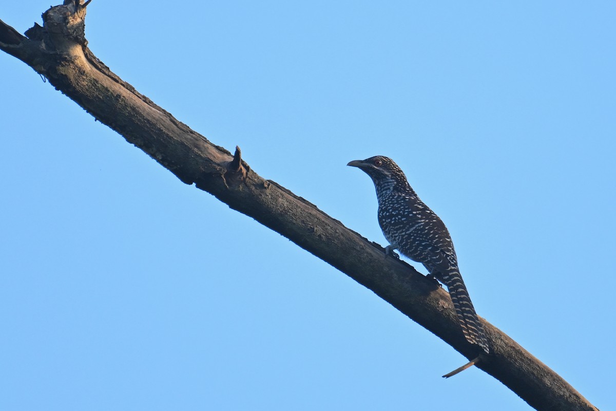 Asian Koel - ML642899654
