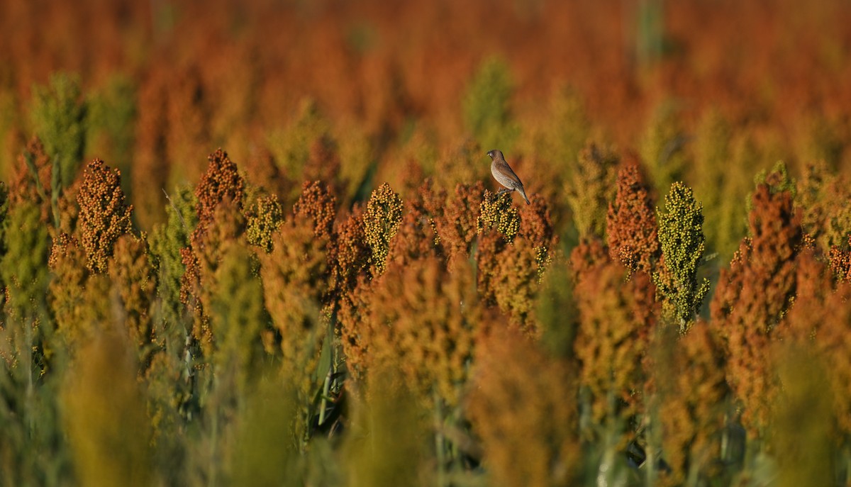 Scaly-breasted Munia (Scaled) - ML642899669