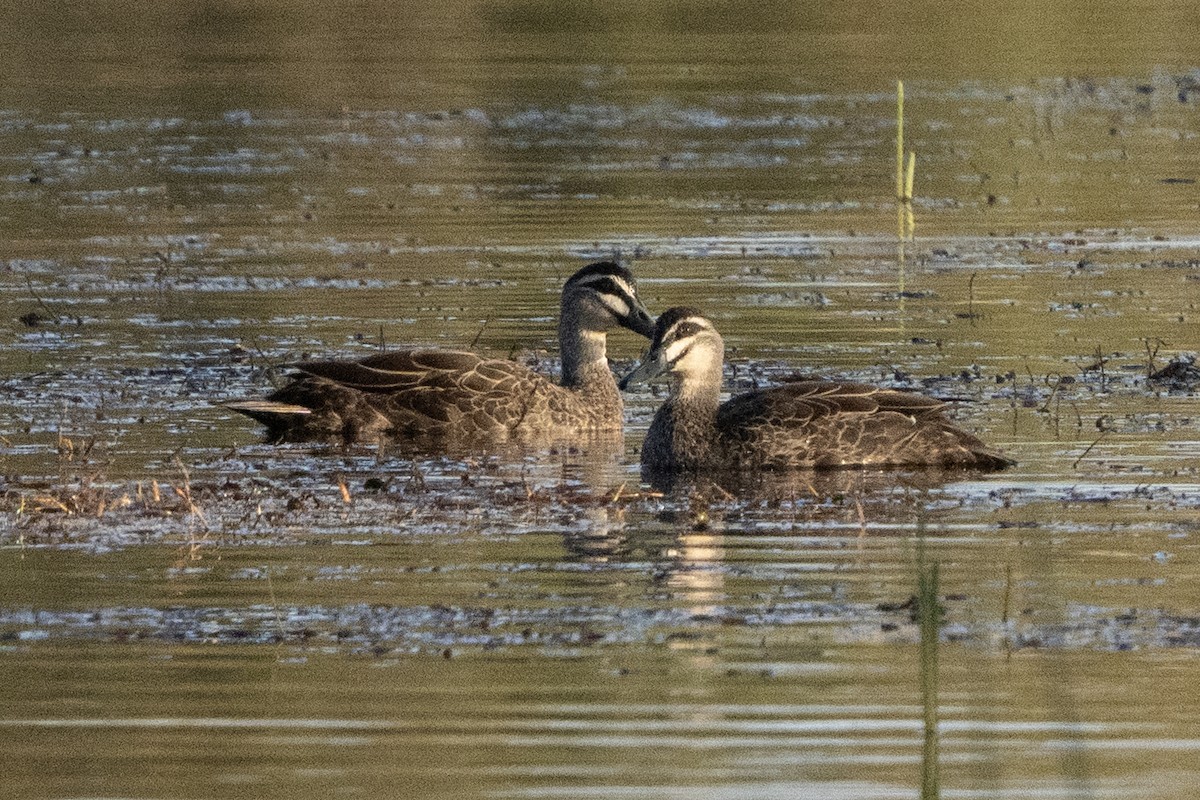 Pacific Black Duck - ML642899688