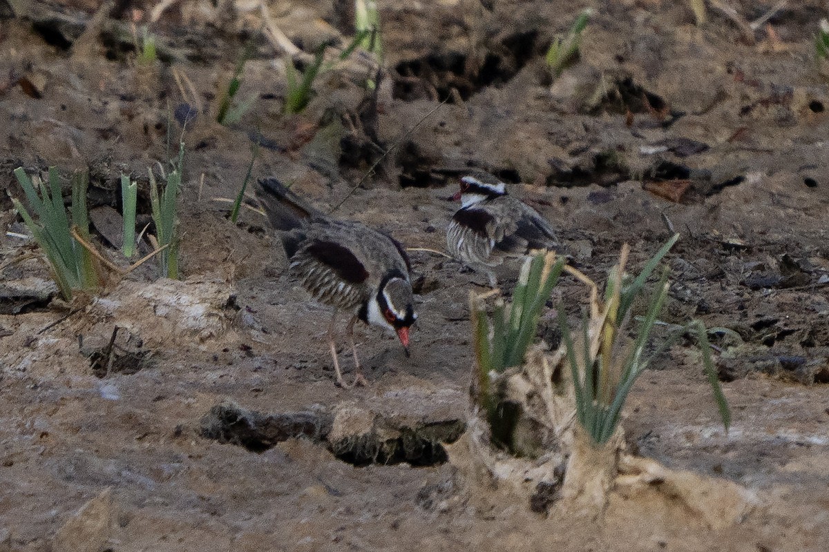 Black-fronted Dotterel - ML642899701