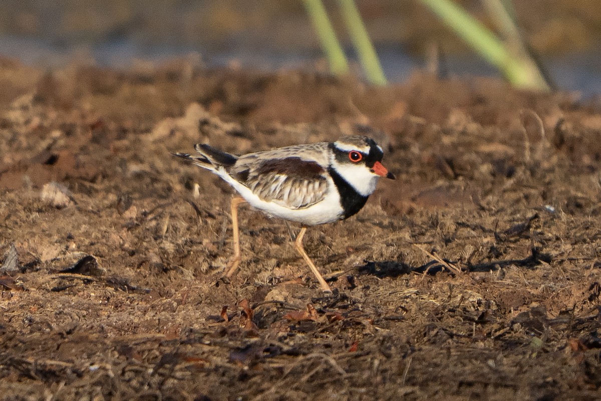Black-fronted Dotterel - ML642899702