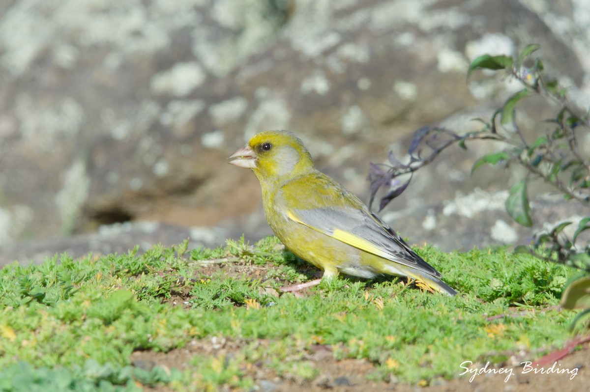 European Greenfinch - ML642899710