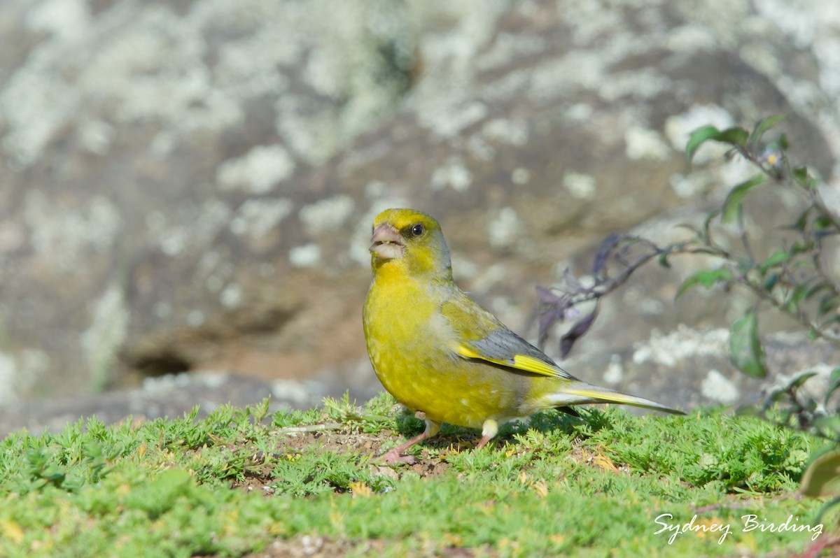 European Greenfinch - ML642899711