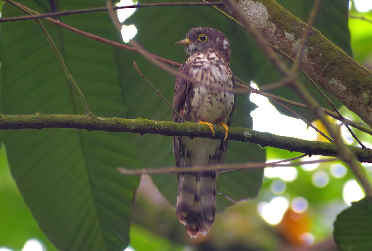 Malaysian Hawk-Cuckoo - ML642899721