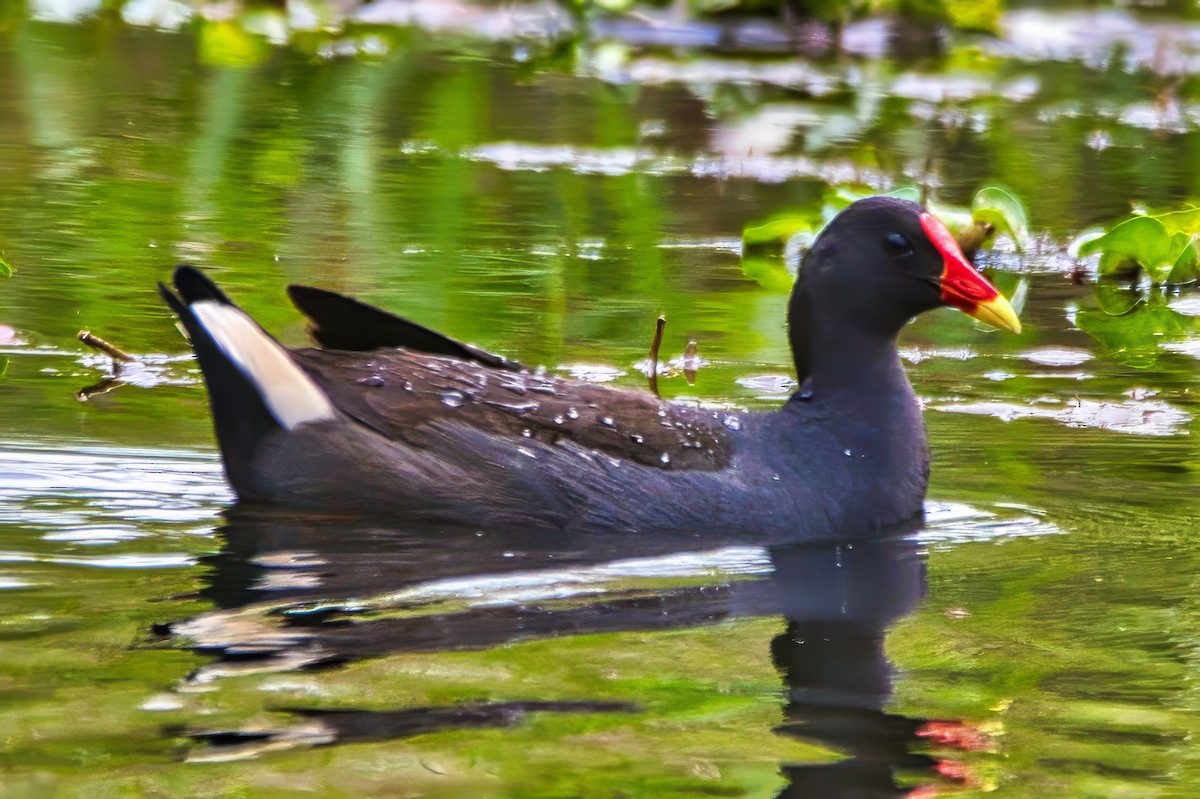 Dusky Moorhen - ML642899722