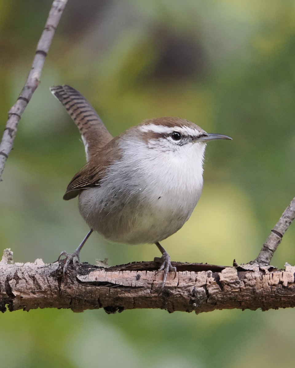 Bewick's Wren - ML642899723