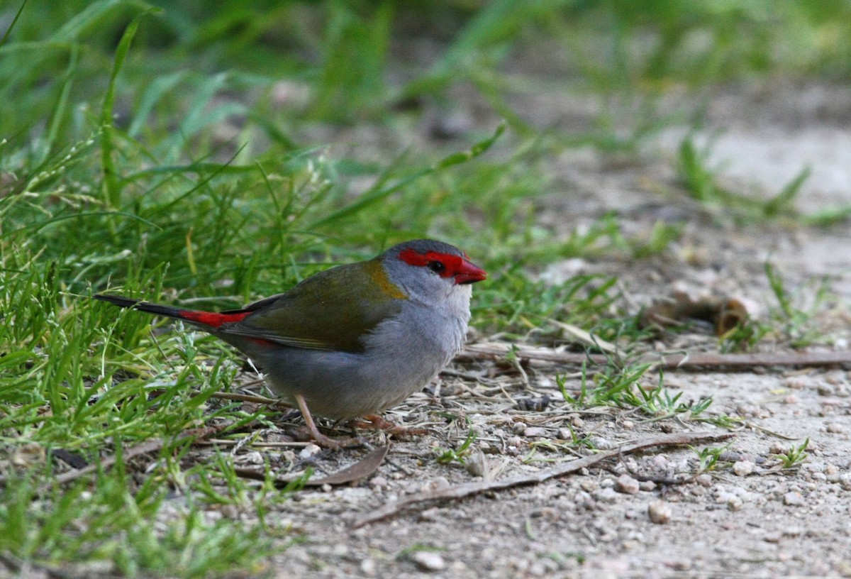 Red-browed Firetail - ML642899732