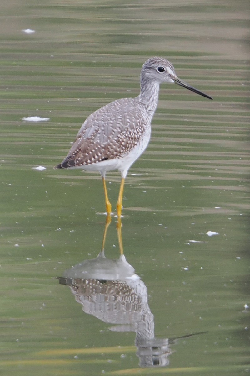Greater Yellowlegs - ML642899733